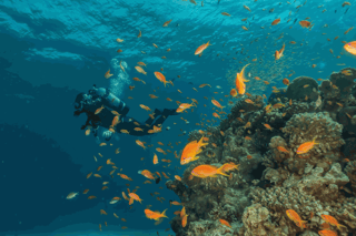 Diving the Red Sea