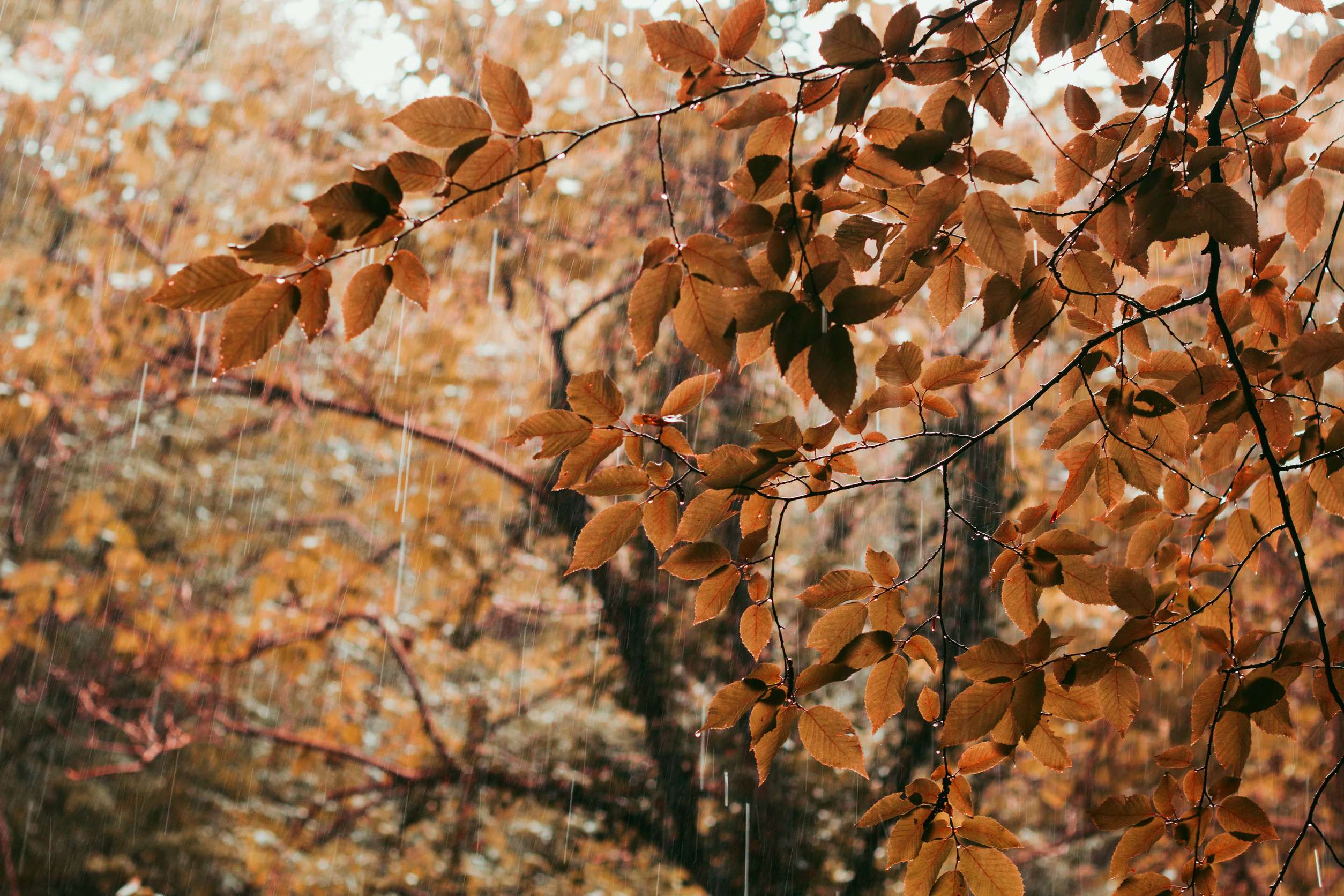 Imagen de la temporada de oto&ntilde;o